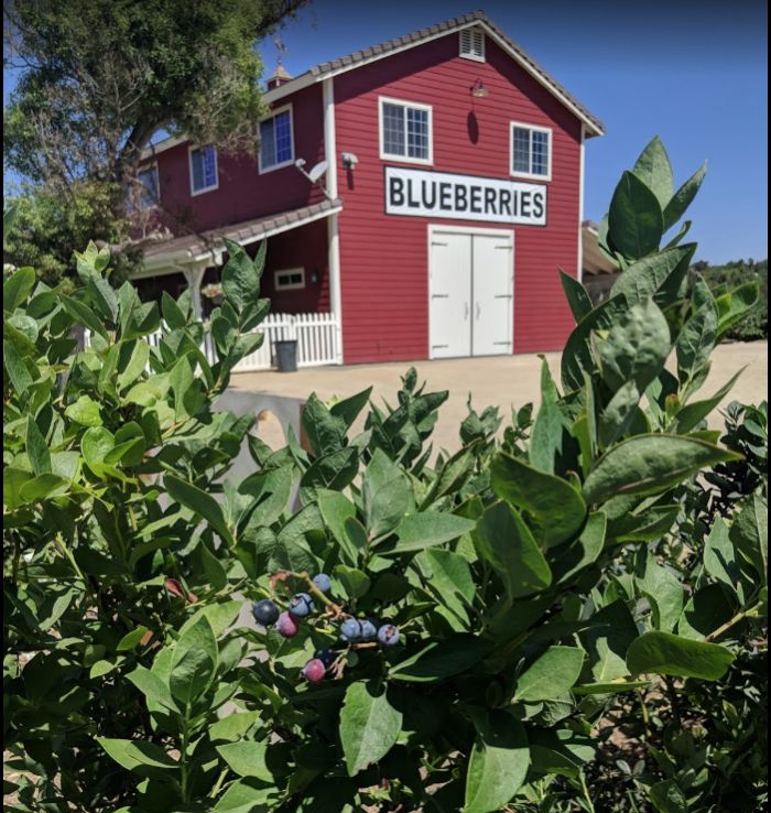 Blueberry - Single-Serve Cups