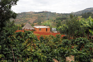 Kenya AA